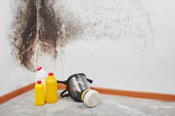Best Best Mold Removal Companies  in Moores Mill, AL