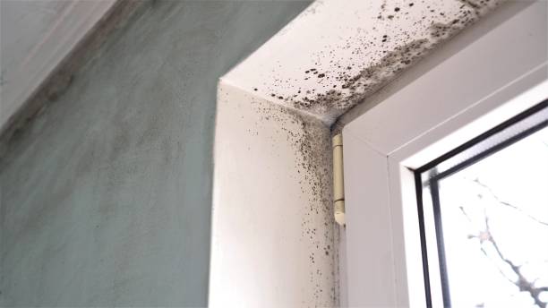 Best Mold Damage Repair  in Moores Mill, AL