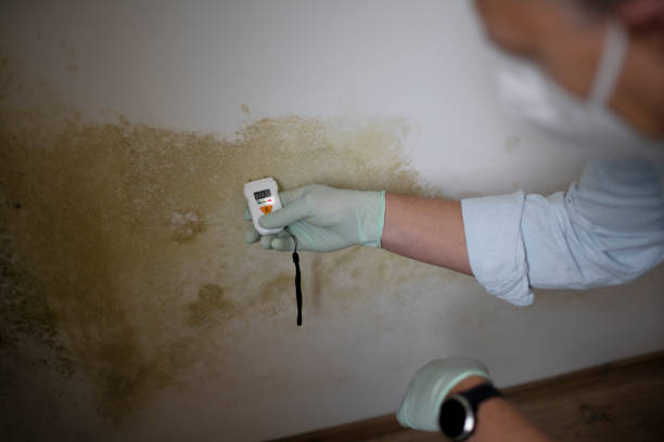 Best Certified Mold Removal  in Moores Mill, AL