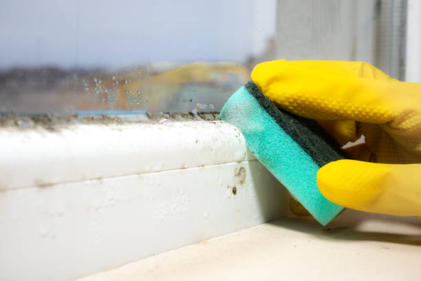 Professional Mold Removal in Moores Mill, AL