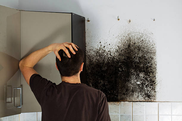 Best Local Mold Removal Service  in Moores Mill, AL