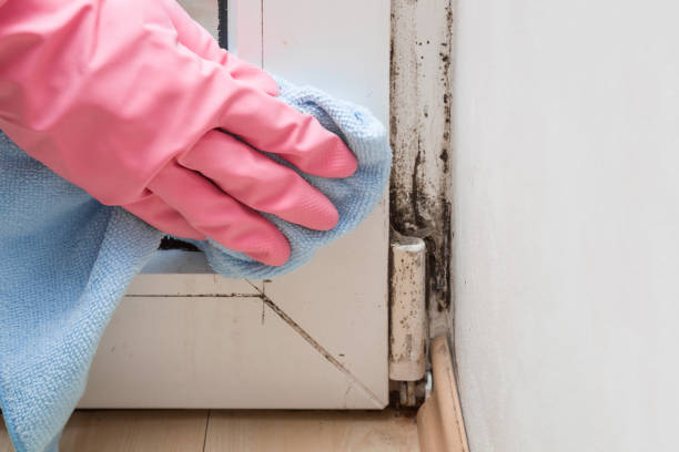 Mold Removal Process in Moores Mill, AL