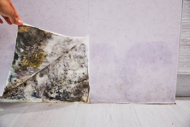 Best Toxic Mold Removal  in Moores Mill, AL